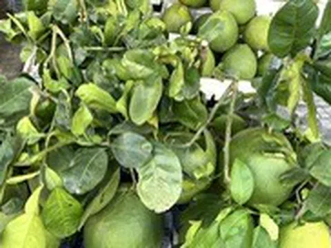 Uống rượu, hút thuốc xong chớ dại ăn bưởi kẻo hại sức khỏe