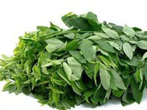 Rau ngót chứa nguồn đạm thực vật quý, nhưng ai nên hạn chế ăn?