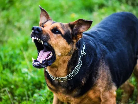 Điều gì xảy ra khi chó dại cắn người?