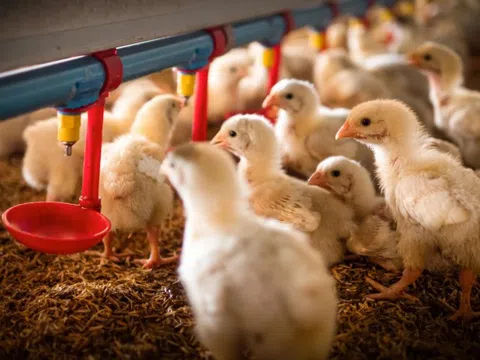 WHO nói gì về nguy cơ dịch cúm gia cầm