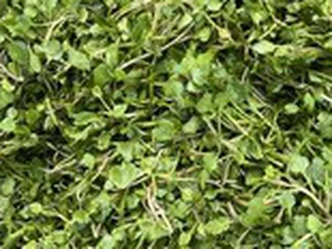 Ngày nắng, nước cải xoong giải nhiệt