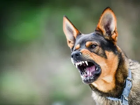 Nhiều người ở Đồng Nai vô tình ăn thịt chó dại