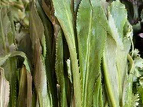 Ngò gai cực quen thuộc và có tác dụng trị bệnh không ngờ