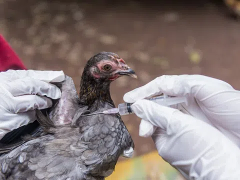 Mỹ nói có sẵn vaccine nếu cúm gia cầm lan rộng