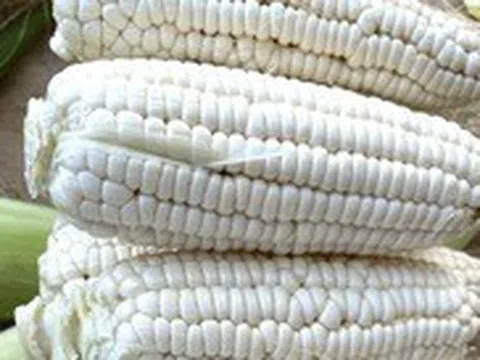 Ăn bắp tăng hay giảm cân?