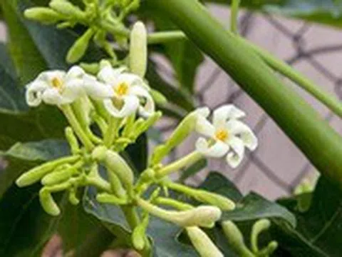 Hoa đu đủ đực có chữa được ung thư?