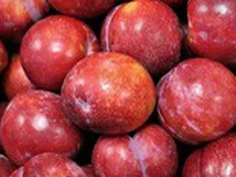 Trái mận chữa nhiều bệnh độc đáo ít người biết cách dùng