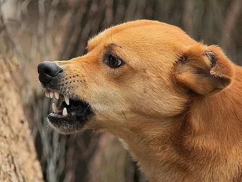 Đừng chủ quan khi bị chó cắn, mèo cào