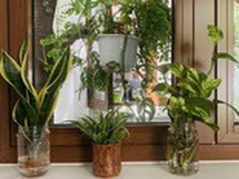 Khi cây trồng trong nhà có 'siêu năng lực' lọc không khí, giảm căng thẳng