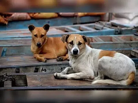 Chó dại cắn nhiều người ở Đồng Nai