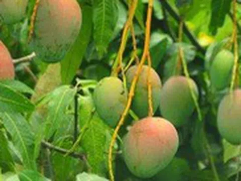 Ít ai biết trái xoài có tác dụng chữa nhiều bệnh độc đáo