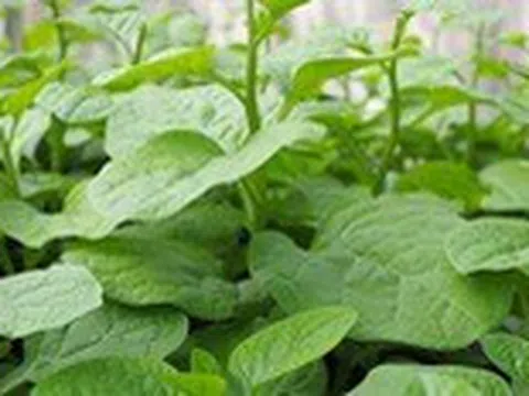 Rau mồng tơi trị được nhiều bệnh, lại còn tráng dương