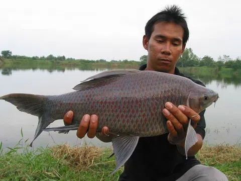 Người đàn ông nguy kịch vì ăn mật cá éc