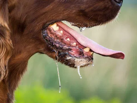 Bé gái 2 tuổi phát bệnh dại sau một tháng bị chó cắn