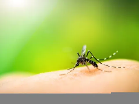 Nhận diện loài muỗi gây bệnh sốt rét