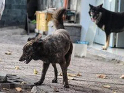 Người đàn ông lên cơn dại, chết sau 2 tháng bị chó cắn