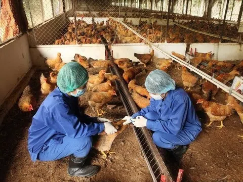 Các địa phương đang có dịch bệnh động vật cần công bố dịch sớm