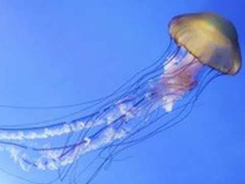 Cảnh báo sứa lửa xuất hiện ở biển Nha Trang