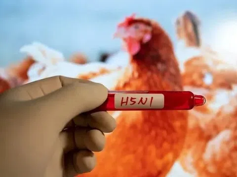 Phát hiện mới về vật chủ lây truyền virus cúm H5N1 sang người