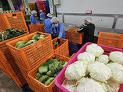 Tin tức sáng 15-7: Tuổi thọ bình quân người Việt đạt 74,5 tuổi; Năng suất giảm, giá rau củ tăng cao