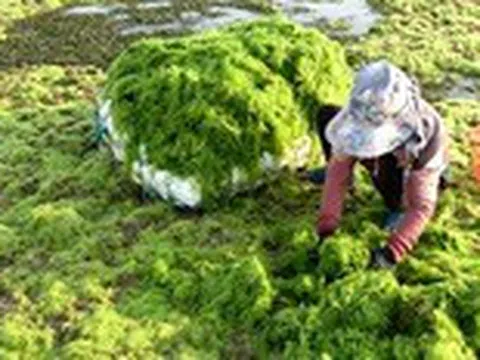 Khai thác tiềm năng rong biển trong điều trị bệnh Alzheimer