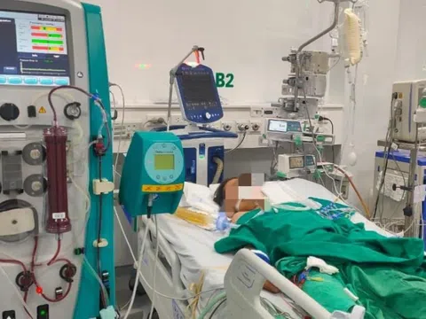 Bé gái nguy kịch vì bị ong mật đốt