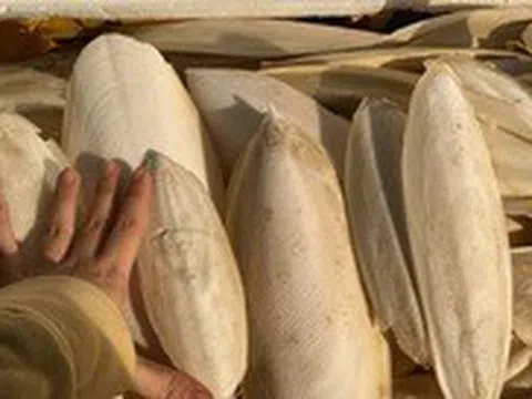 Mai mực hot trend trên mạng xã hội, có thực sự chữa đau dạ dày?