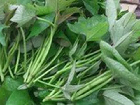 Rau lang 'thần dược' chữa nhiều bệnh, nhưng ăn sai sẽ nguy hại