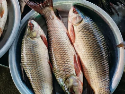 Những điều cấm kỵ khi ăn cá