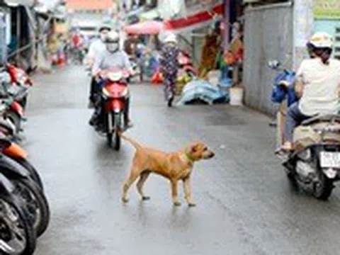 7 tháng, 56 người tử vong vì bệnh dại, chỉ hơn một nửa chó nuôi được tiêm phòng