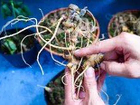 Nhân sâm có thực sự giúp giảm cân?