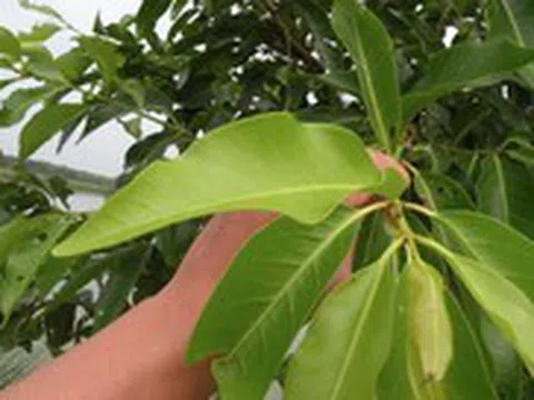 Nước lá vối tốt cho sức khỏe, nhưng uống nhiều có hại ra sao?