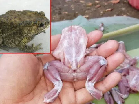 Cha chết trong rừng, con đi cấp cứu nghi do ăn thịt cóc