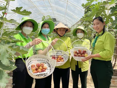Vườn sung Mỹ 2 ha hút khách tham quan ở TP HCM