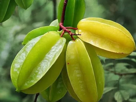 Trái khế là 'vàng mười' cho sức khỏe, dùng chữa bệnh thế nào là đúng?
