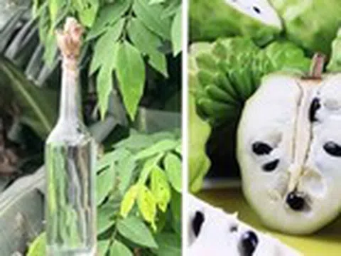 Có nên dùng rượu ngâm hạt na để điều trị chấy?