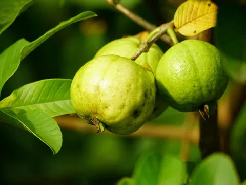 Loại trái cây là ‘vua’ vitamin C