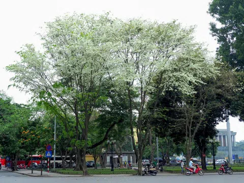 Những 'cây check in' ở Hà Nội trước và sau bão
