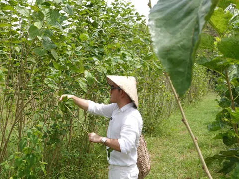 Nhà thiết kế Lê Thanh Hòa nuôi tằm, dệt vải