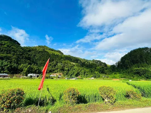 'Mùa vàng' Mù Cang Chải, Hoàng Su Phì không bị ảnh hưởng bởi bão lũ
