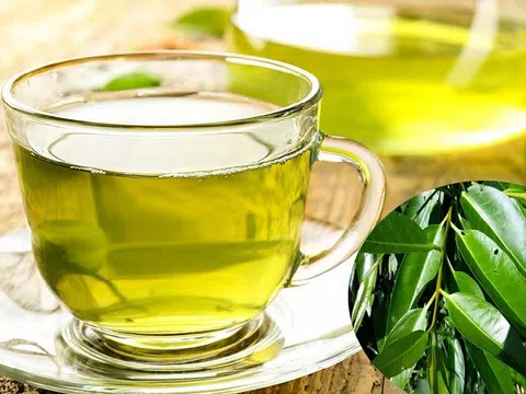 Uống nước lá vối thay nước lọc được không?