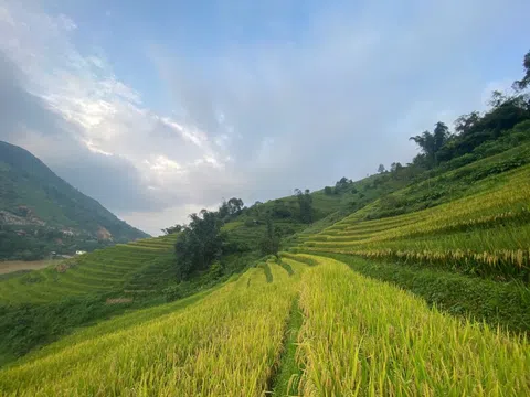 Mùa vàng hết sớm ở Sa Pa