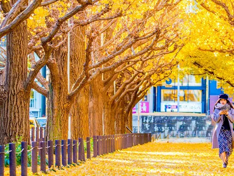 5 hành trình mùa thu ngắm lá vàng, lá đỏ