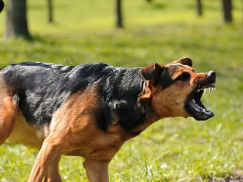 2 điều không nên làm khi bị động vật cắn