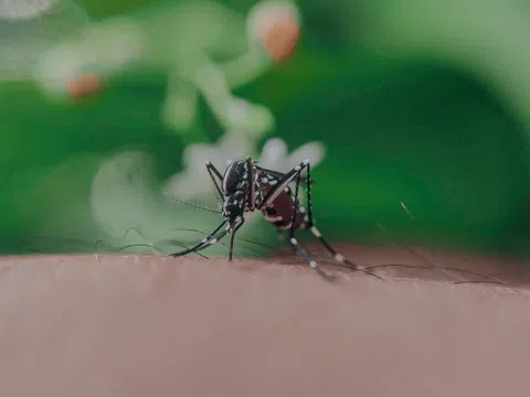 Điều gì xảy ra khi bị muỗi đốt?