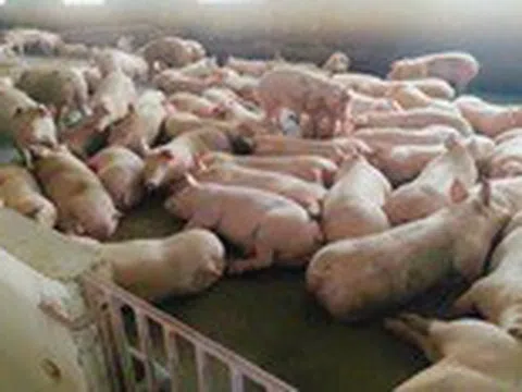 Boehringer Ingelheim đưa ra các giải pháp phòng bệnh, bảo vệ toàn diện cho đàn heo