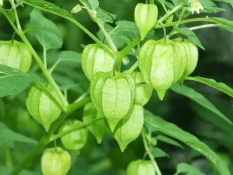 Loại cây nhiều người Việt coi là cỏ dại nhưng lại chữa đủ thứ bệnh