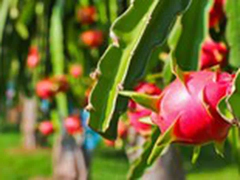 Lợi ích 'vàng' của trái thanh long với sức khỏe