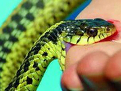 Sơ cứu khi bị rắn độc cắn tuyệt đối đừng phạm sai lầm này