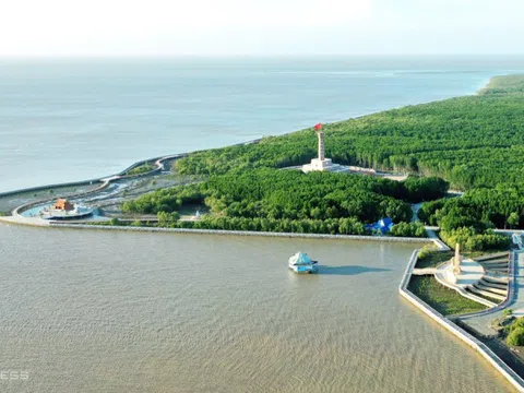 Đi cano xuyên rừng ngập mặn ở Đất Mũi